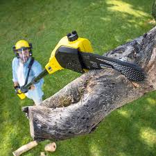 Professional Tree Services in Grand Marais, MN