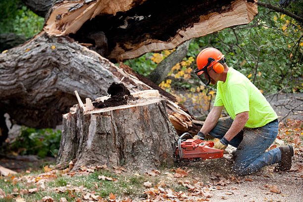 How Our Tree Care Process Works  in  Grand Marais, MN